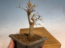 Load image into Gallery viewer, Zelkova, Japanese Grey Bark Elm 005
