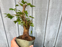 Load image into Gallery viewer, Trident Maple #24
