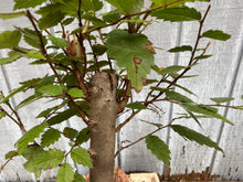 Load image into Gallery viewer, Zelkova, Japanese Grey Bark Elm #6
