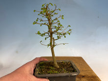 Load image into Gallery viewer, Chinese Hackberry, Celtis 004
