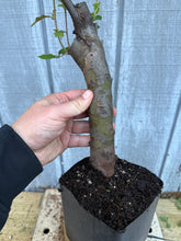 Load image into Gallery viewer, Chinese Quince #7
