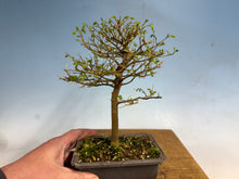 Load image into Gallery viewer, Chinese Hackberry, Celtis 002
