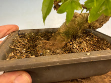 Load image into Gallery viewer, Trident Maple 025
