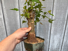 Load image into Gallery viewer, Trident Maple #45
