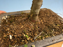 Load image into Gallery viewer, Zelkova, Japanese Grey Bark Elm 005
