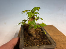 Load image into Gallery viewer, Trident Maple 013
