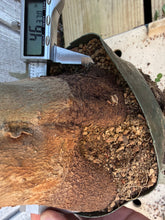 Load image into Gallery viewer, Trident Maple #38
