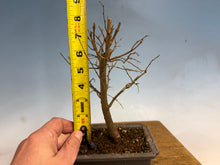 Load image into Gallery viewer, Zelkova, Japanese Grey Bark Elm 008
