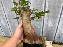 Load image into Gallery viewer, Trident Maple #41
