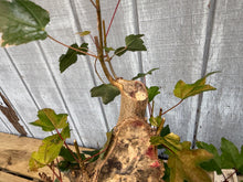 Load image into Gallery viewer, Trident Maple #42
