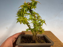 Load image into Gallery viewer, Kotohime Japanese Maple-016
