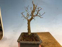 Load image into Gallery viewer, Zelkova, Japanese Grey Bark Elm 002
