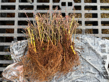 Load image into Gallery viewer, Kotohime Japanese Maple Bare Root
