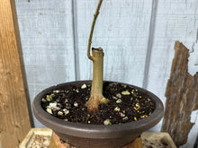 Load image into Gallery viewer, Trident Maple #50
