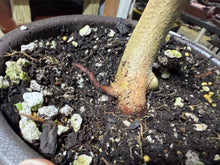 Load image into Gallery viewer, Trident Maple #50
