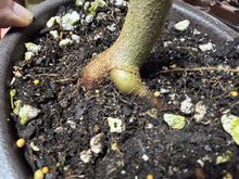 Load image into Gallery viewer, Trident Maple #50
