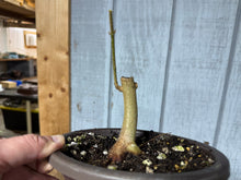 Load image into Gallery viewer, Trident Maple #50
