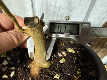 Load image into Gallery viewer, Trident Maple #50
