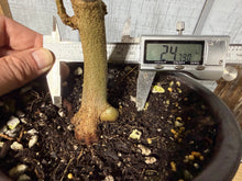 Load image into Gallery viewer, Trident Maple #50
