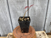 Load image into Gallery viewer, Japanese Lace Leaf Maple, Acer Palmatum ‘dissectum’ 2 yr Seed Grown on their own roots
