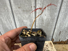 Load image into Gallery viewer, Japanese Lace Leaf Maple, Acer Palmatum ‘dissectum’ 2 yr Seed Grown on their own roots

