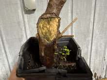 Load image into Gallery viewer, Bald Cypress #4
