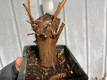 Load image into Gallery viewer, Bald Cypress #2
