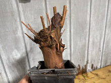 Load image into Gallery viewer, Bald Cypress #3
