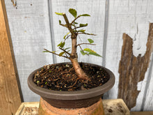 Load image into Gallery viewer, Chinese Elm, Root Cutting #1

