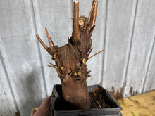 Load image into Gallery viewer, Bald Cypress #3
