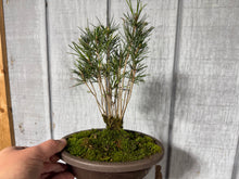 Load image into Gallery viewer, 17 Tree Japanese Black Pine Clump
