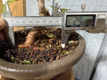 Load image into Gallery viewer, Chinese Elm, Root Cutting #1
