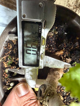 Load image into Gallery viewer, Chinese Elm, Root Cutting #1
