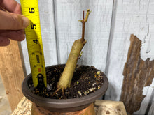 Load image into Gallery viewer, Trident Maple #54
