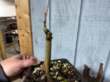 Load image into Gallery viewer, Trident Maple #52
