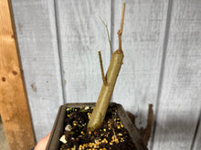 Load image into Gallery viewer, Trident Maple #51
