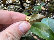 Load image into Gallery viewer, Gumi, Eleagnus, Silverberry, Unique Unknown Variety
