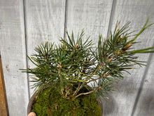 Load image into Gallery viewer, 17 Tree Japanese Black Pine Clump
