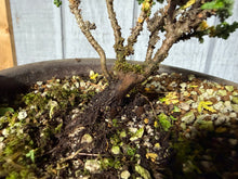 Load image into Gallery viewer, Hinoki Cypress, cutting #1
