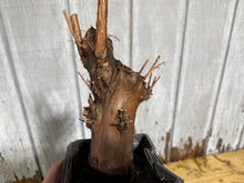 Load image into Gallery viewer, Bald Cypress #3

