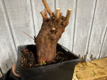 Load image into Gallery viewer, Bald Cypress #1

