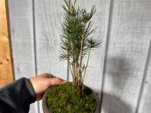 Load image into Gallery viewer, 17 Tree Japanese Black Pine Clump
