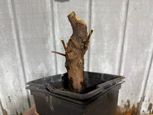 Load image into Gallery viewer, Bald Cypress #4
