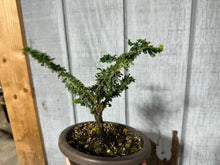 Load image into Gallery viewer, Hinoki Cypress, cutting #1
