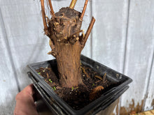 Load image into Gallery viewer, Bald Cypress #2
