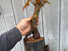 Load image into Gallery viewer, Acer Palmatum, Japanese Maple, #2
