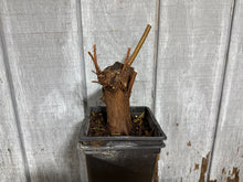 Load image into Gallery viewer, Bald Cypress #2
