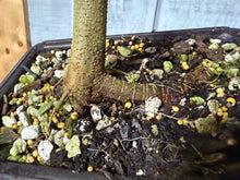 Load image into Gallery viewer, Trident Maple #52
