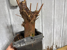 Load image into Gallery viewer, Bald Cypress #3
