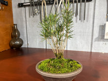 Load image into Gallery viewer, 17 Tree Japanese Black Pine Clump
